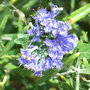 Caryopteris_x_clandonensis__first_choice_