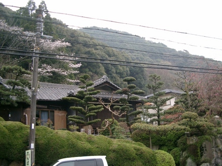 Japanese Trees 8