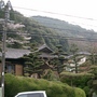 Japanese Trees 8