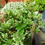 Pieris Japonica (Pieris japonica 'Carnaval')