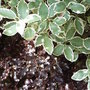 Pittosporum tenuifolium foliage (Pittosporum tenuifolium)