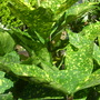 Spotted Laurel (Aucuba japonica Variegata)