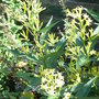 Cestrum_parqui