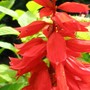 Salvia Vista Red (Salvia)