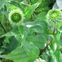 Echinacea buds (Echinacea Purpurea)