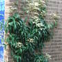 Pileostegia viburnoides (Pileostegia viburnoides)
