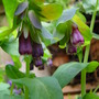 Cerinthe 'Blue kiwi' July 2008. (Cerinthe major purpurescens)