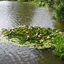 Giant water lilies on the mere.
