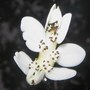 Water hawthorn - first pond flower.
