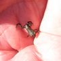 Micro frog - hand reared and trained.
