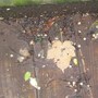 Micro frogs can you spot them?