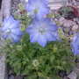 campanula carpatica (Campanula carpatica (Bellflower))