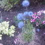 jasione laevis 'blue light' (jasione laevis blue light)