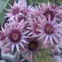 houseleek flower (Sempervivum tectorum (Common Houseleek))