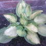 hosta 'captain kirk' (hosta)