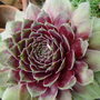 Houseleek. (Sempervivum tectorum (Common Houseleek))
