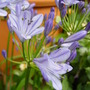 Garden_july_2008_013