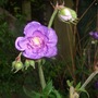 Geranium pratense 'Flore Pleno' (Geranium pratense 'Flore Pleno')