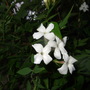 Jasminum officinale (Jasminum officinale)