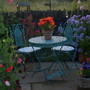 A garden flower photo