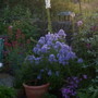 A garden flower photo