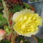 Yellow Begonia (Begonia)