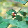Western Serviceberry, Saskatoon Berry (amelanchier alnifolia)