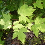 Vine Maple (acer circinatum)