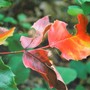 wild mahonia (Mahonia aquifolium (Oregon grape))