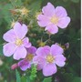 Clustered wild rose (rosa pisocarpa)