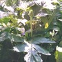 Acanthus spinosus (Bear's breeches)
