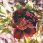 Rose Basye's Purple (Rosa rugosa (Rugosa rose))