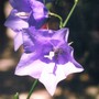 campanula (Campanula carpatica (Bellflower))