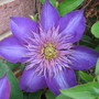A garden flower photo