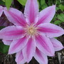 A garden flower photo