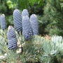 Abies concolor 'Candicans' cones
