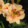 A garden flower photo