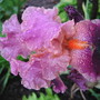 A garden flower photo