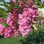 Robinia pseudoacacia 'Purple Robe' flowers