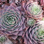 A garden flower photo