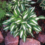 Hosta 'Risky Business'