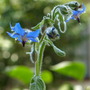 Borage