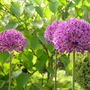 Alliums (Allium sp and Davidia involucrata (Handkerchief tree))