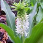 8_7_1.jpg (Eucomis autumnalis (Amathunga))
