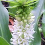 8_7_2.jpg (Eucomis autumnalis (Amathunga))