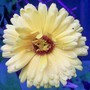 8_7_3.jpg (Calendula officinalis (English marigold))