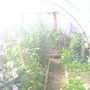 Steamy polytunnel