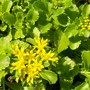8_7_6.jpg (Sedum kamtschaticum (Stonecrop))
