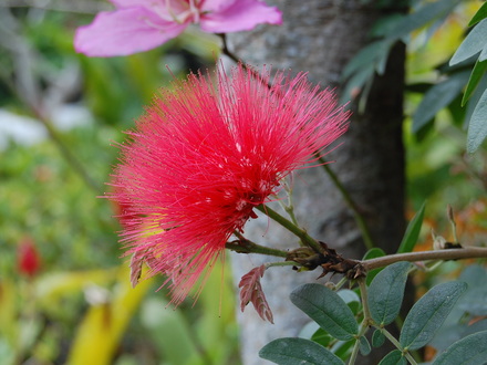Unknown at SGB, Okinawa