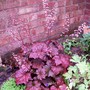 11_7_3.jpg (Heuchera micrantha)